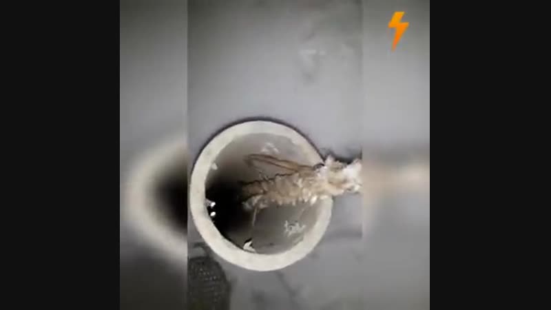 Достаём котенка