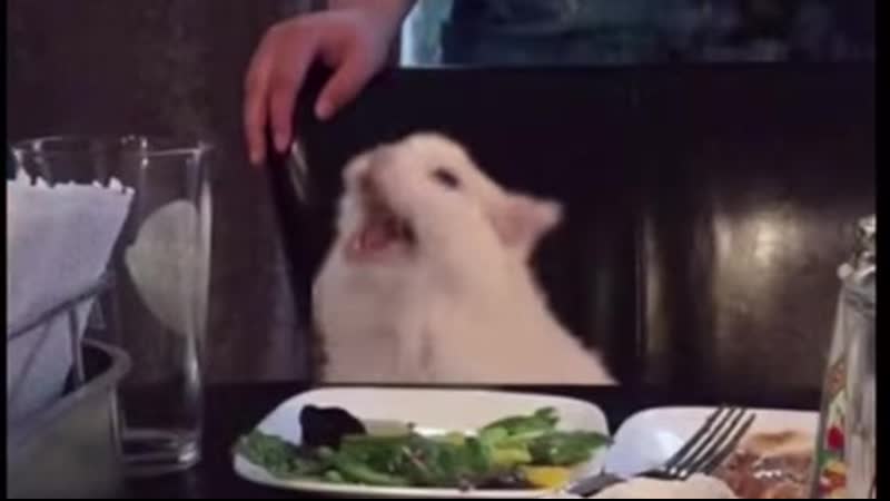 Котейка