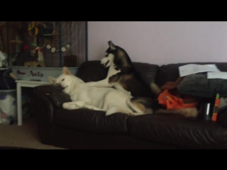 Funny huskies playing kiko and xena viral video original