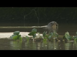 Экватор амазонка солнечная река / equator the amazon river of the sun (2005)