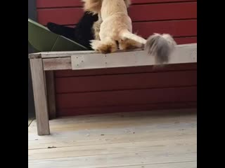 Kitten to catz 20200610 6 mp4