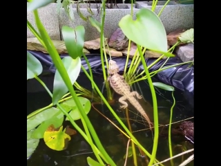 Агама плавает в пруду