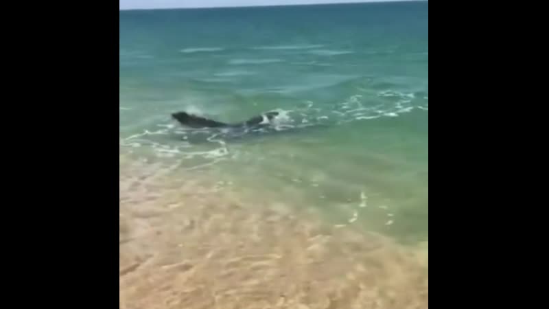 Проголодался видимо