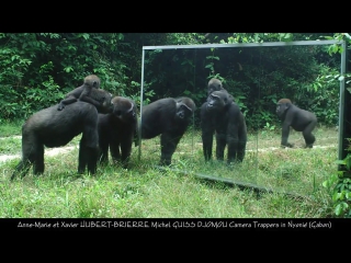 Gabonese gorilla family all have cool reactions to their mirror reflection except for the silverback