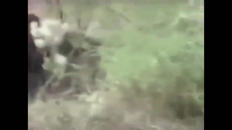 Ссыкуны сбежали с поляны лесные твари оф забив отпиздим чудищ?