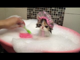 Cat takes a bath