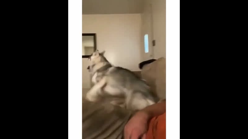 Возбужденные молодые бывают крайне опасными!