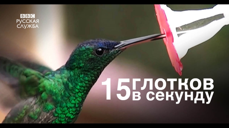 Тайна языка колибри