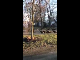 Индейки пытаются воскресить кота (огого видео)