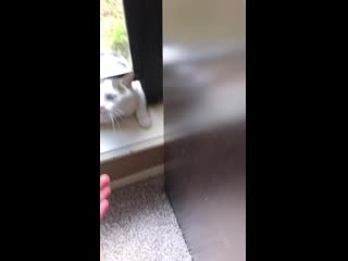 This is mozzarella she’s not my cat but she acts entitled to my house