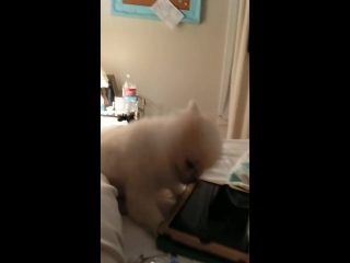 Epic pomeranian puppy sneeze