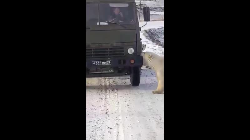 Нашествие медведей