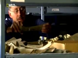 Доисторические хищники короткомордый медведь /short faced bear/ 2007