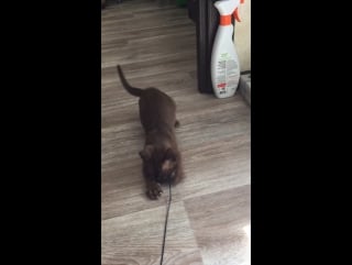 Хищник anna belle