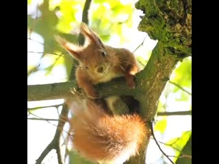 Орешки доставай, жду!