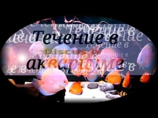 Течение в аквариуме 840 л