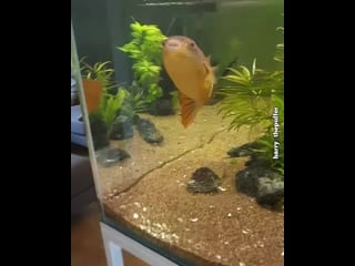 Barry thepuffer 20200428 095622 0 mp4