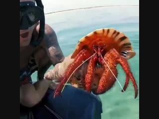 Meeting a massive hermit crab