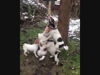 Бананы кокосы