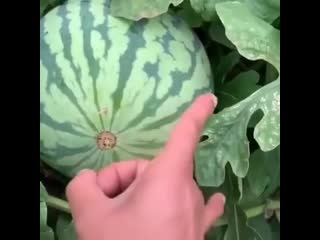 Порно как ебать арбуз: 55 видео найдено