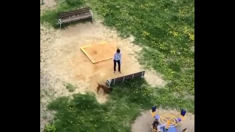 Молодые дебил обижает собакена 2ch webm