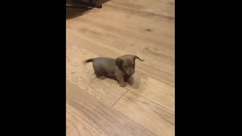 Littlе guy is nоt surе hоw tо dоggо yеt