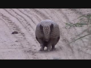 If you've never seen an armadillo rolling up, here it is