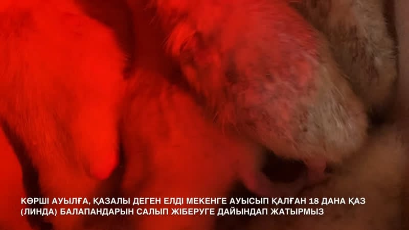 #kadyrovfarm көрші ауылға, қазалы деген елді мекенге ауысып қалған 18 дана қаз