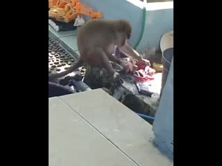 Monkey laundering wild porn stuns woman by hand washing her clothes in indonesia