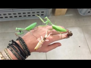 Insects on my hand !