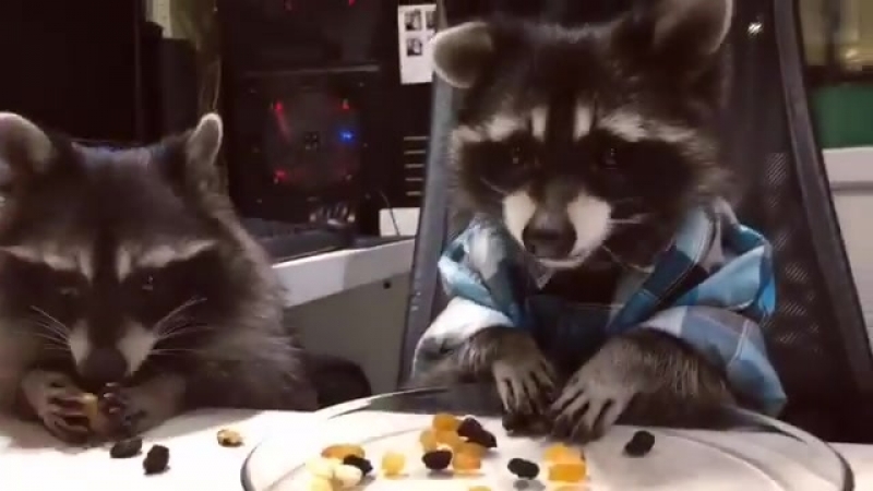 Поедушки с енотиком