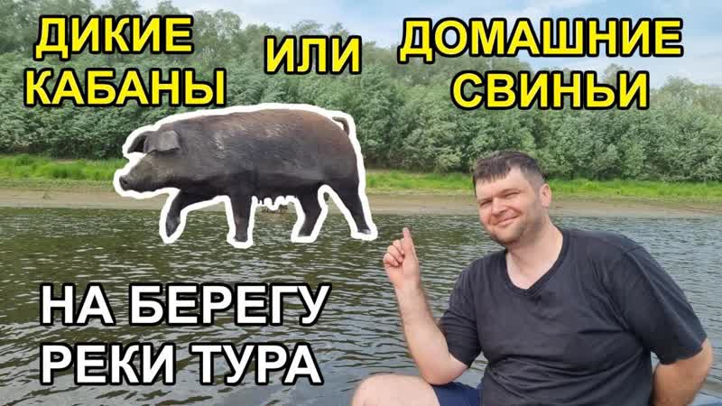 свинья трахает молодую девушку