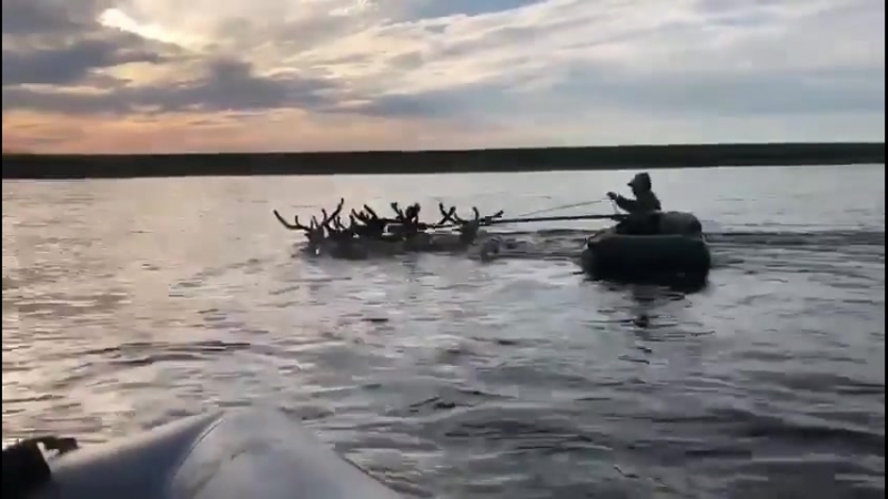 А олени лучше!
