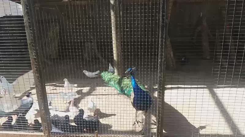 Пав так и не раскрылся