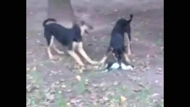 Пизда коту ваське