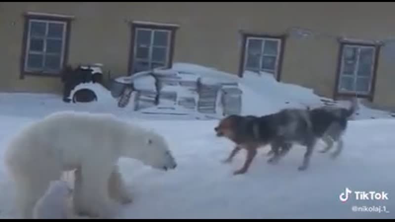 Белая медведица