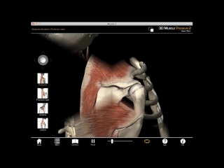 Scapula elevation muscle action with muscle premium