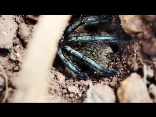 The most beautiful blue legged tarantula in the wild with her babies harpactira pulchripes