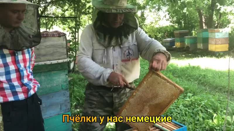 Немецкие пчёлы