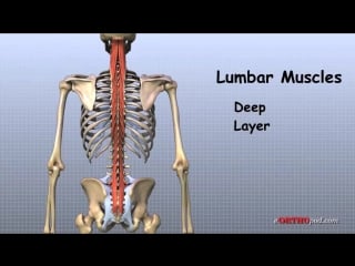 Lumbar spine anatomy