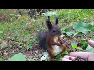 Сэнди чикс из спанч боба сломалась =)