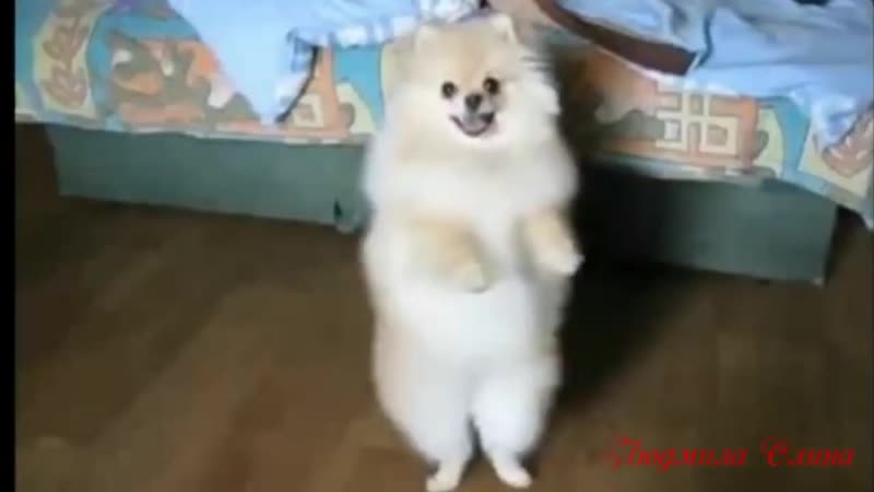 Шпицы porn video – Цыганочка😉😃 танцуют – шпицы🐾