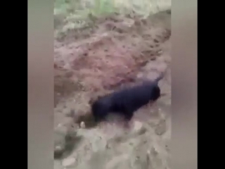 Собака пашет на огороде смешное видео лучший прикол года ржака до слез мега ржач развод приколы интересное ужас шок юмор 18+