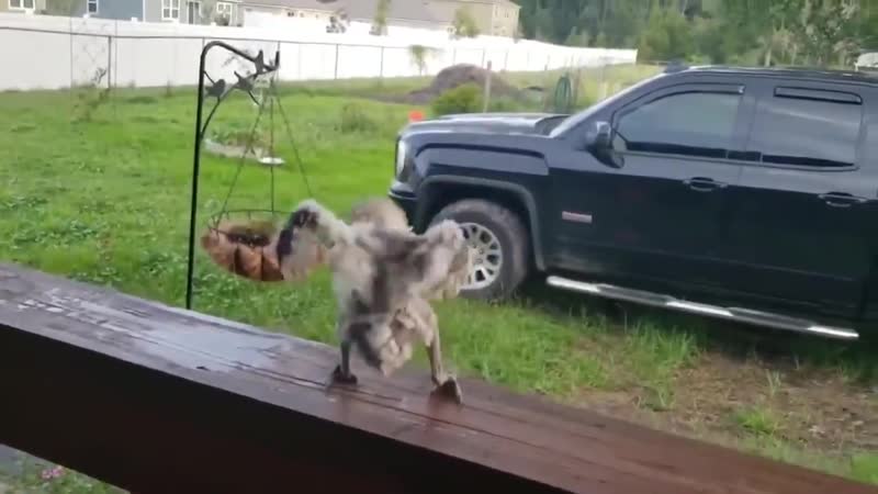 Куриный флекс