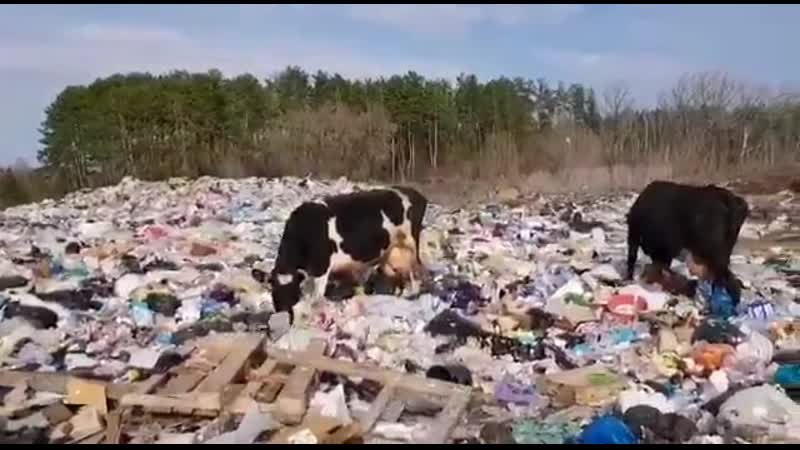 Свалка в национальном парке «самарская лука»