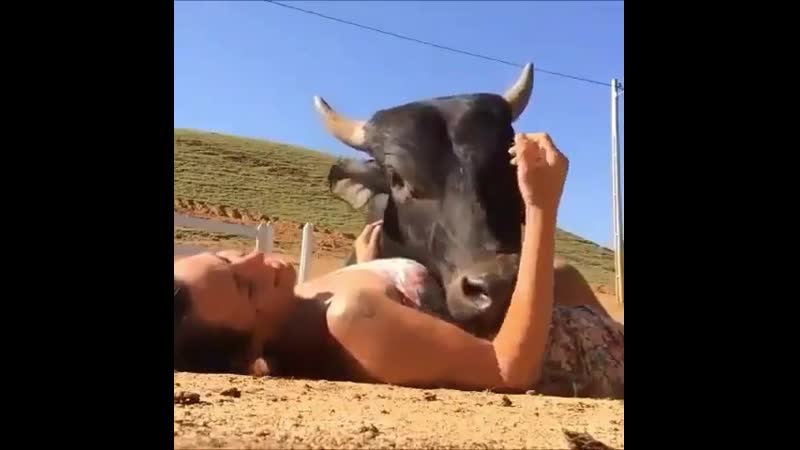 Чем отличатся телёнок от щенка?