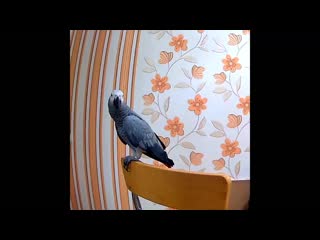 Разговорчики с утра!) mp4