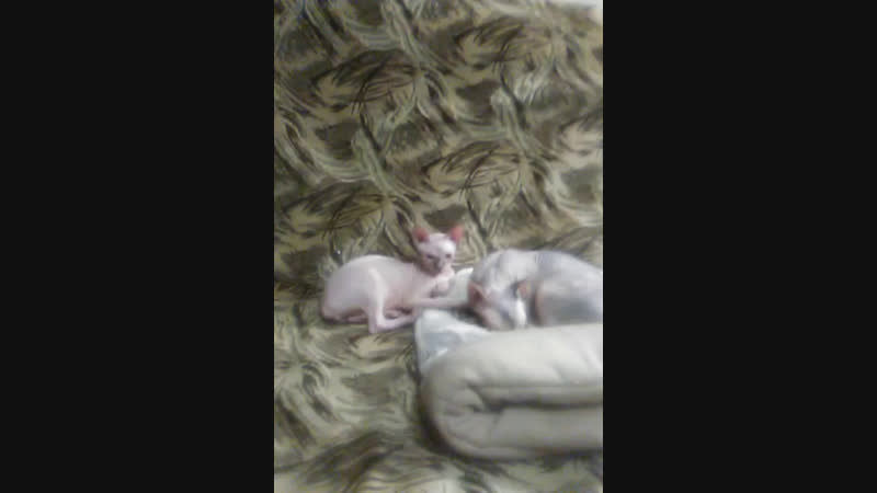 Live питомник кошек канадских сфинксов radiance star