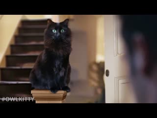 Love actually but with a cat (owlkitty parody)