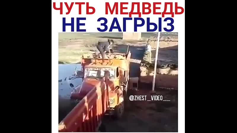Медведь чуть не загрыз
